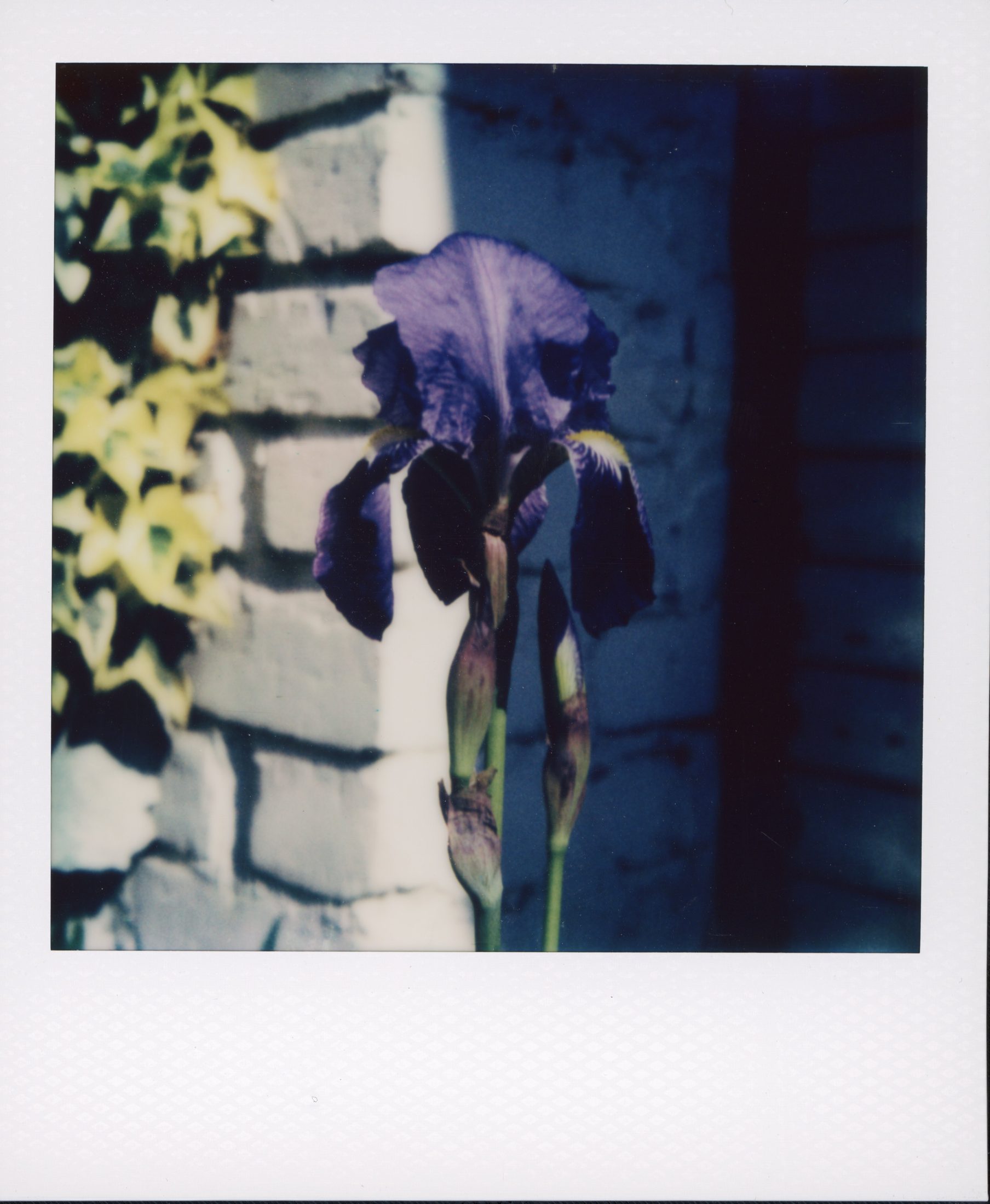 Polaroid photograph 45