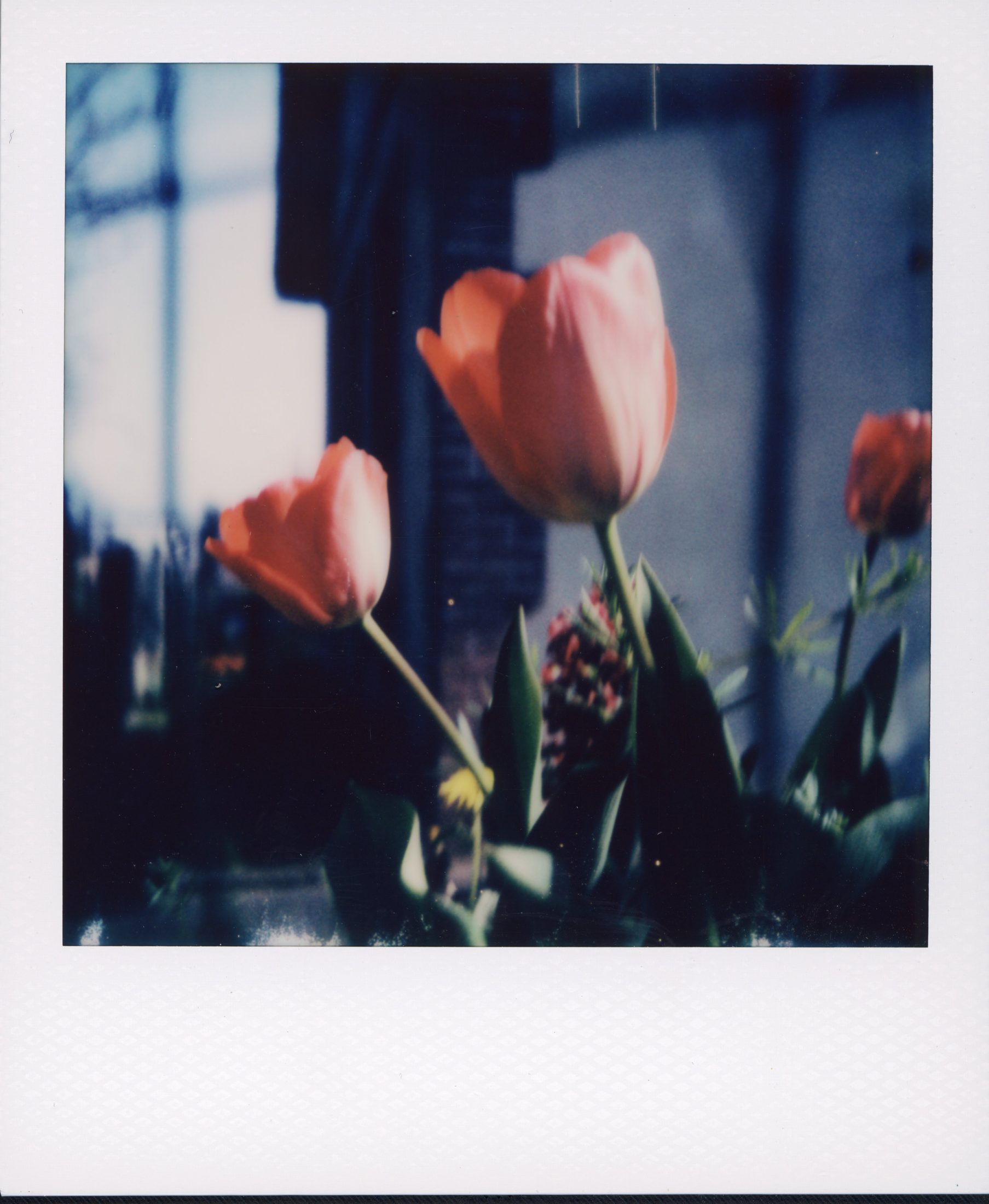 Polaroid photograph 46